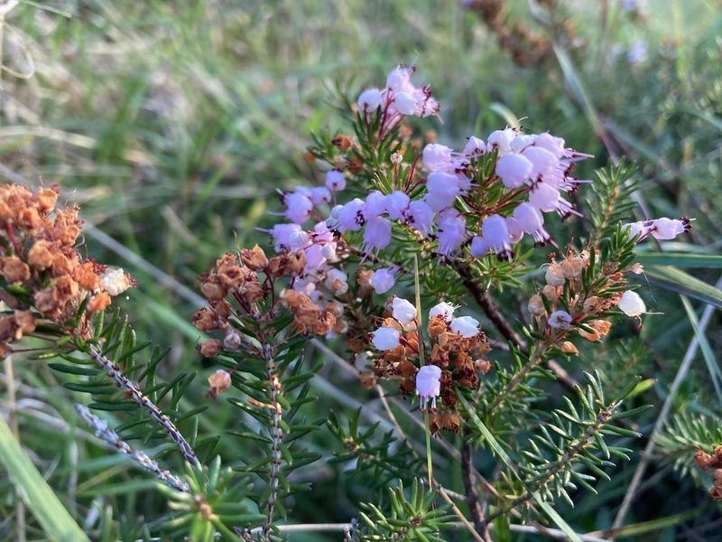 Erica vagans, photographed by Caleb Catto