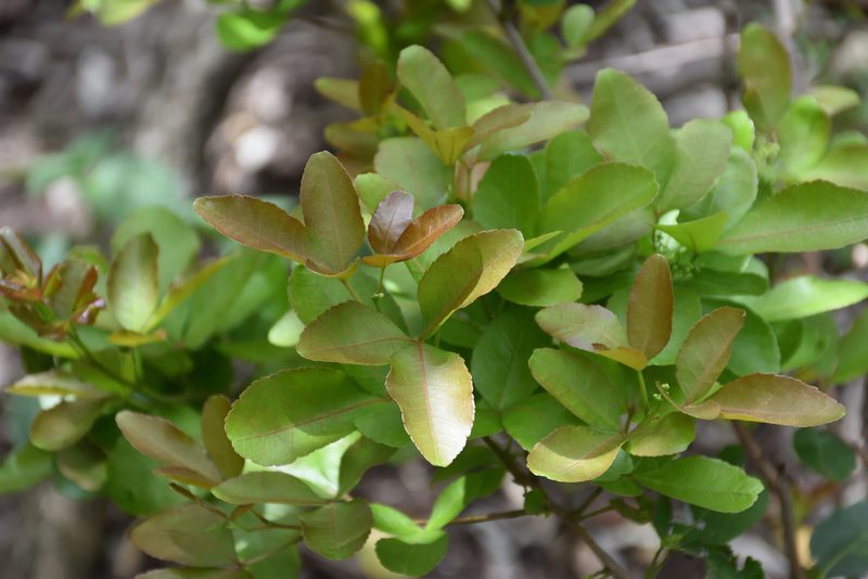 Searsia natalensis, photographed by Andrew Gillespie