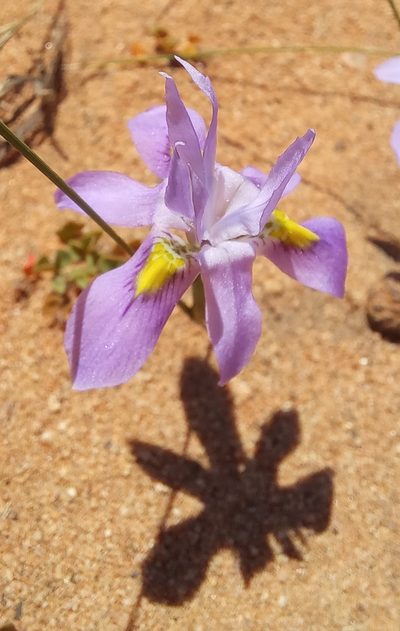 Moraea macrocarpa, photographed by Liezl van der Merwe