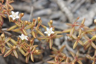 Crassula expansa, photographed by Cecile Roux