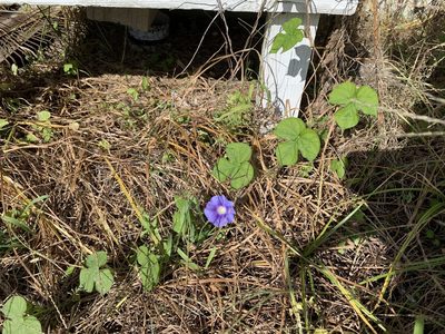 Ipomoea hederacea, photographed by Elizabeth Axley