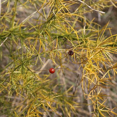 Asparagus verticillatus, photographed by Юрий Данилевский (Yuriy Danilevsky)