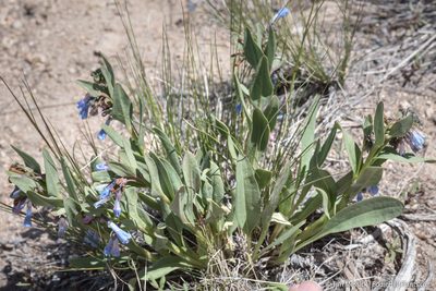 Mertensia nevadensis, photographed by Tim Messick