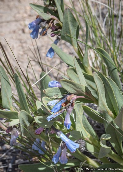 Mertensia nevadensis, photographed by Tim Messick