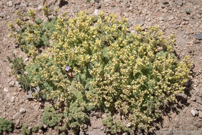 Cusickiella quadricostata, photographed by Tim Messick