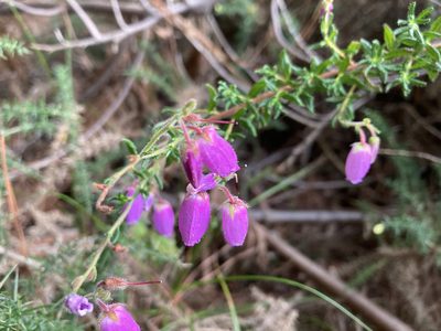 Daboecia cantabrica, photographed by Caleb Catto