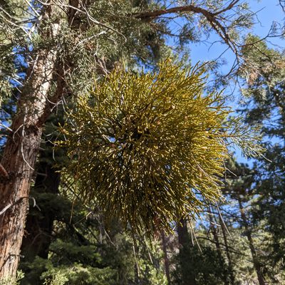 Phoradendron juniperinum, photographed by Dominic Gentilcore