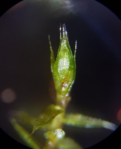 Gemmabryum gemmiferum, photographed by Helen Waterman