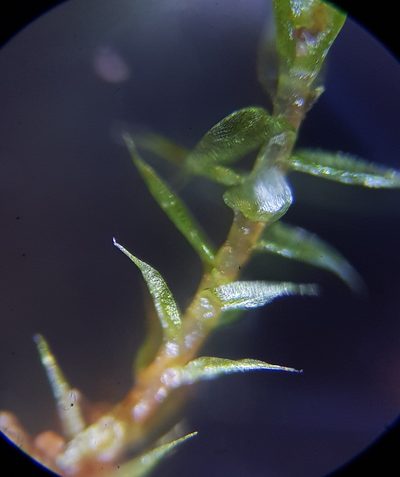 Gemmabryum gemmiferum, photographed by Helen Waterman