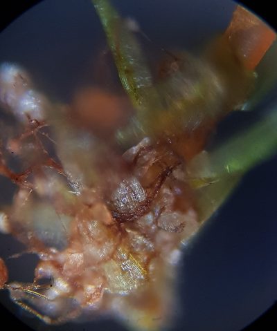 Gemmabryum gemmiferum, photographed by Helen Waterman