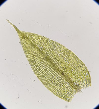 Gemmabryum gemmiferum, photographed by Helen Waterman