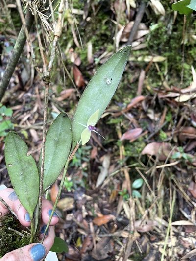Pleurothallis talpinaria, photographed by Nicolás Baresch Uribe