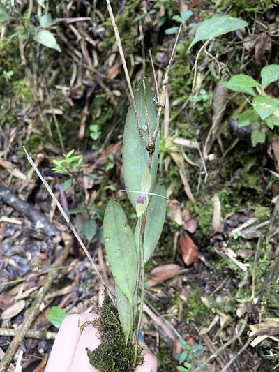 Pleurothallis talpinaria, photographed by Nicolás Baresch Uribe