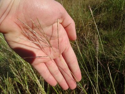 Bothriochloa ischaemum, photographed by Nathan May