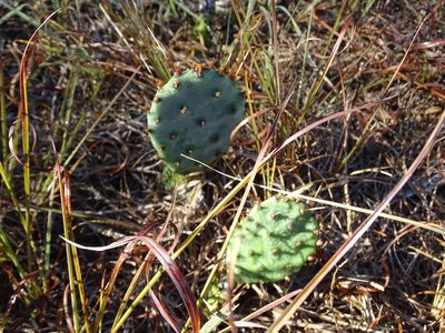 Opuntia macrorhiza, photographed by Nathan May