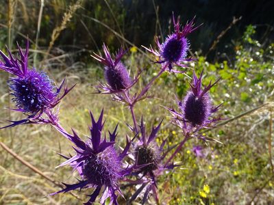 Eryngium leavenworthii, photographed by Nathan May