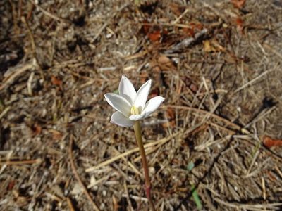 Zephyranthes chlorosolen, photographed by Nathan May