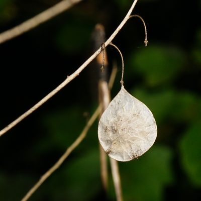 Peltaria alliacea, photographed by Patrick Hacker