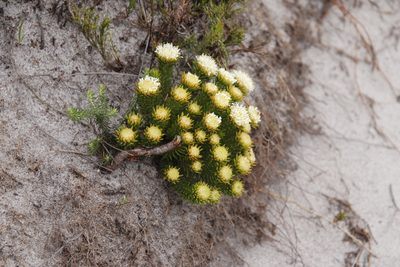 Agathosma hookeri, photographed by Tony Rebelo