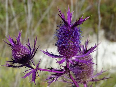 Eryngium leavenworthii, photographed by Nathan May