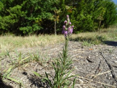 Liatris punctata, photographed by Nathan May