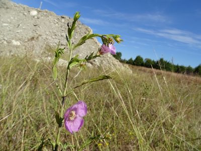 Agalinis heterophylla, photographed by Nathan May