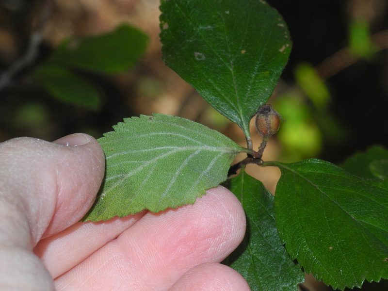 Crataegus punctata, photographed by Michael J. Papay