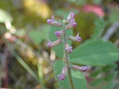Oxytropis deflexa, photographed by Ellyne Geurts