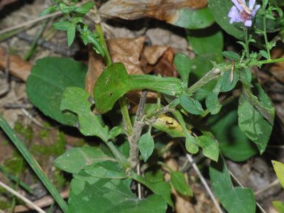 Symphyotrichum undulatum, photographed by Michael J. Papay