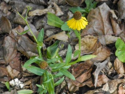 Helenium flexuosum, photographed by Michael J. Papay