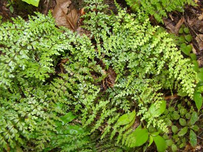 Lindsaea trichomanoides, photographed by Lisa Bennett