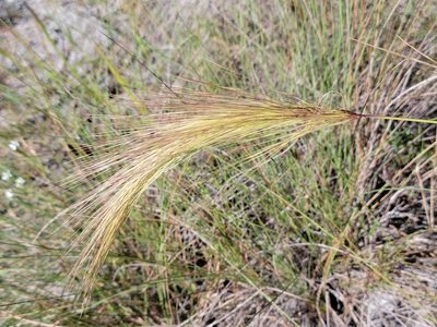 Aristida spiciformis, photographed by Jay Horn