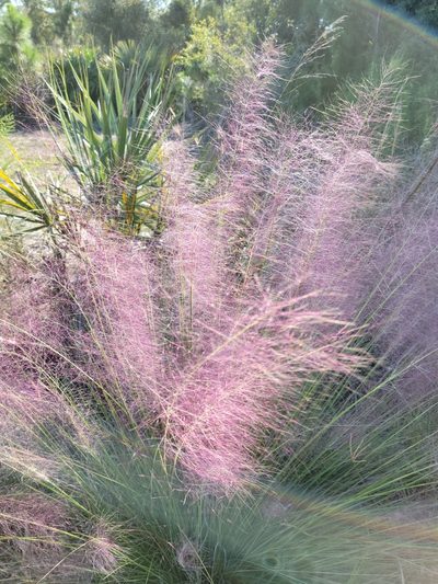 Muhlenbergia sericea, photographed by Jay Horn