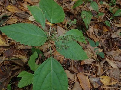 Collinsonia canadensis, photographed by Lynn Harper