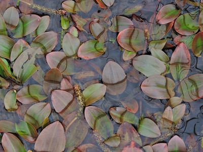 Potamogeton polygonifolius, photographed by Susan Marley