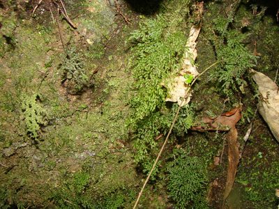 Hymenophyllum flexuosum, photographed by Lisa Bennett