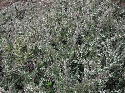Cotoneaster microphyllus, photographed by Susan Marley