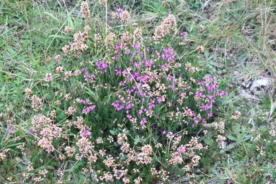 Erica cinerea, photographed by Charlie Farrell