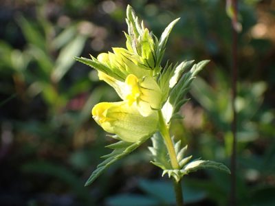 Rhinanthus groenlandicus, photographed by Ellyne Geurts