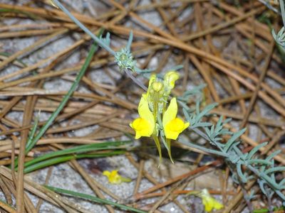 Linaria polygalifolia, photographed by franciscodocampo