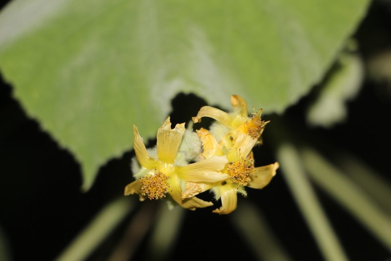 Abutilon ibarrense, photographed by Andrés Ramírez-Barrera