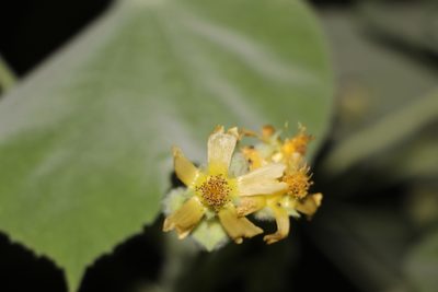 Abutilon ibarrense, photographed by Andrés Ramírez-Barrera