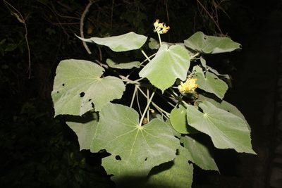 Abutilon ibarrense, photographed by Andrés Ramírez-Barrera