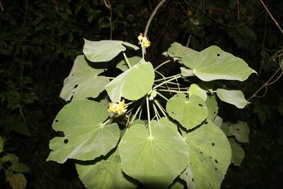 Abutilon ibarrense, photographed by Andrés Ramírez-Barrera