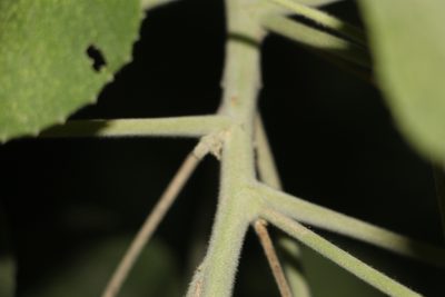 Abutilon ibarrense, photographed by Andrés Ramírez-Barrera