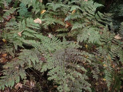 Dryopteris campyloptera, photographed by Lynn Harper
