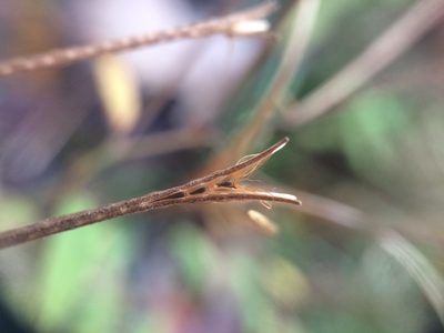 Epilobium coloratum, photographed by Étienne Lacroix-Carignan