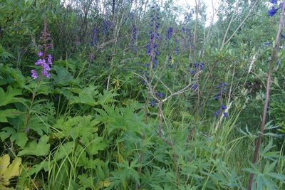 Delphinium glaucum, photographed by Ellyne Geurts