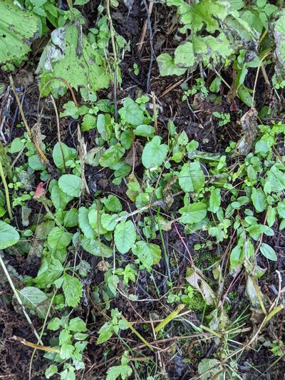 Rumex alpestris, photographed by Nick Kleinschmidt