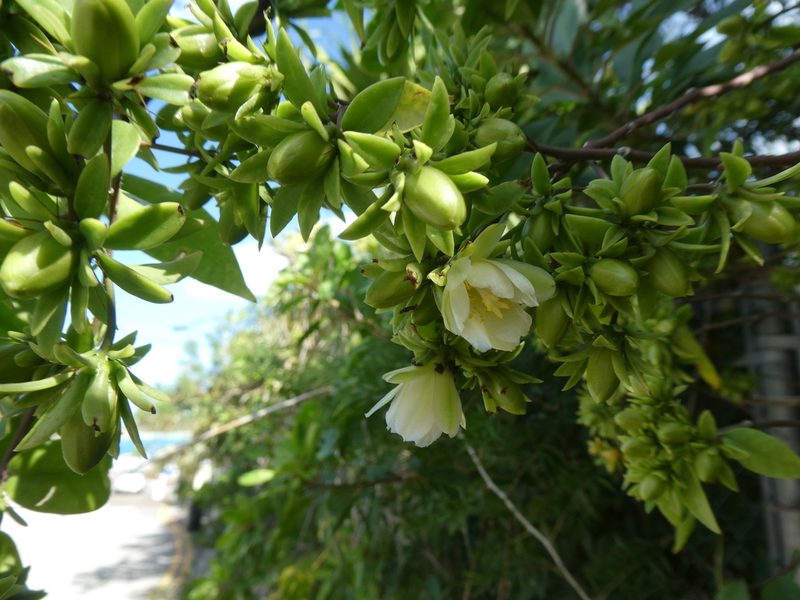 Pereskia aculeata, photographed by Alison Copeland
